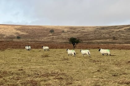 Natural England reflects on future of Dartmoor