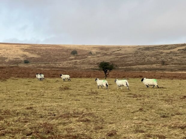 Sheep on Dartmoor