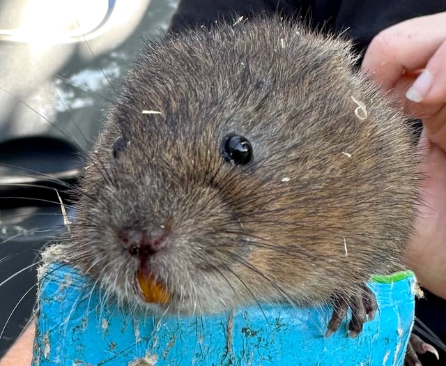 Water voles return to River Gara