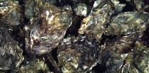 Oyster herpesvirus disease confirmed in River Teign and River Exe
