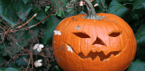 Don't dump pumpkins in Stover park plea