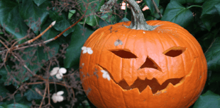 Don't dump pumpkins in Stover park plea