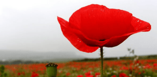 Poppy Appeal message from Chairman of Devon County Council