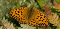 Project takes flight to save rare butterflies