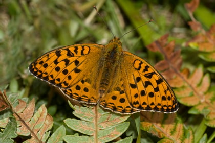 Project takes flight to save rare butterflies