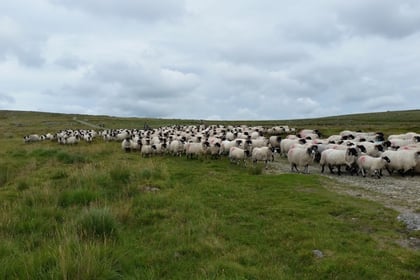 DFA celebrates fifth year of supplying lamb to major supermarket