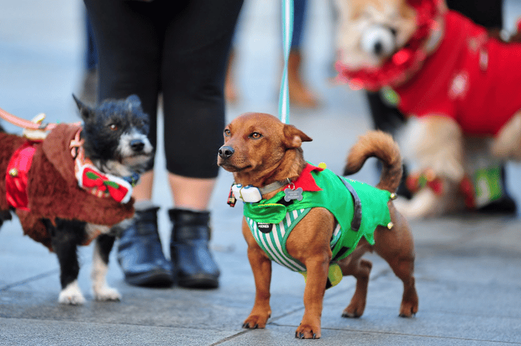 Newton Abbot's dog friendly carol service