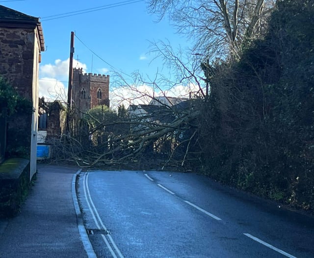 Fallen tree hits power lines 