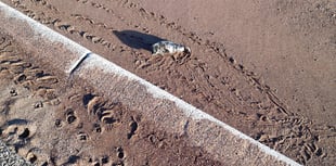 Worries over seal pup on beach 