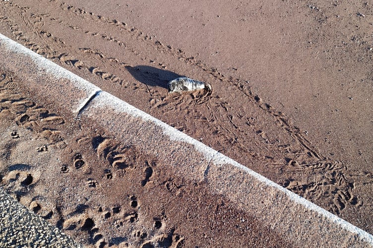 Seal pup rescued from Holcombe beach. Photo by Sarah Russon 