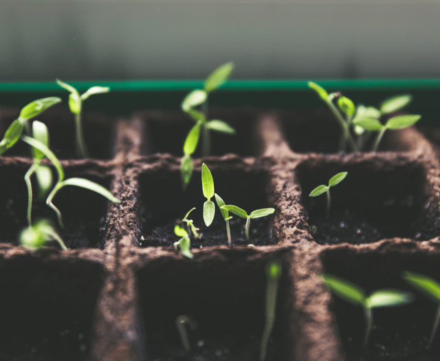 Don't miss tree and seed event at community centre