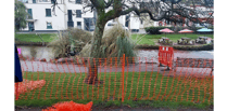 Town's iconic black swans have started laying 