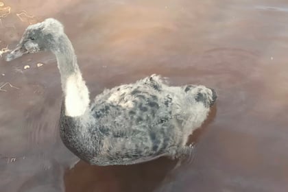 Councillors stage cygnet rescue 