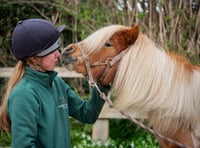 Pony abused and written on now thriving and ready to be rehomed