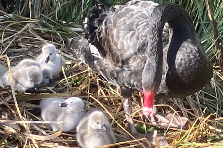 New Black Swan cygnets in Dawlish 