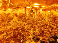 Illegal immigrants jailed for running cannabis factory 