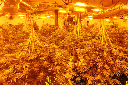Illegal immigrants jailed for running cannabis factory 
