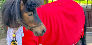 Equine mayor hoofs it to Devon  County Show