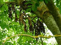 100 trees to be planted as Ash Dieback confirmed 