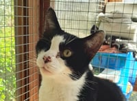 One-eyed Felix is setting his sight on a forever home