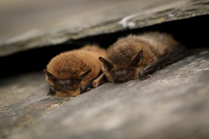 Bat detectives required - no experience necessary