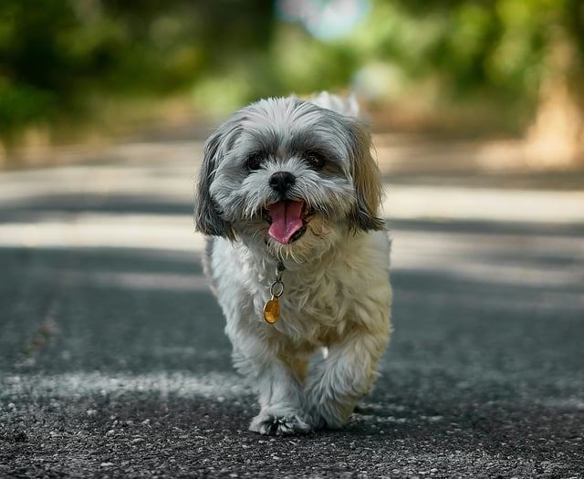 Purpose-built dog walk field given go-ahead 