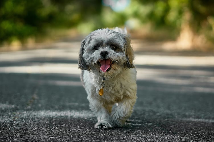 Dogs will be allowed to walk in Ide field 