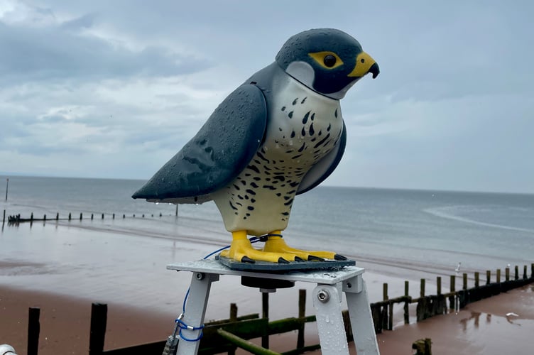 RoboBird at Teignmouth