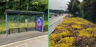 Nine buzz shelters take root across Teignbridge