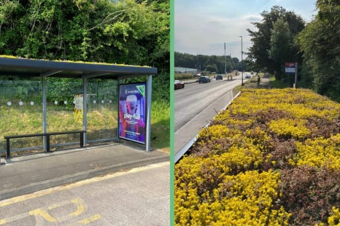 Living roof at the new eco bus shelter