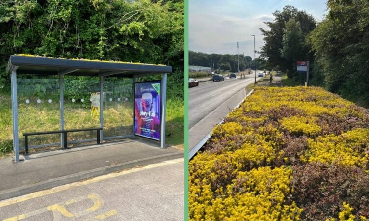 Living roof at the new eco bus shelter