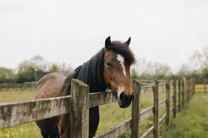 Nia the Welsh Moorland Pony at the Mare and Foal Sanctuary