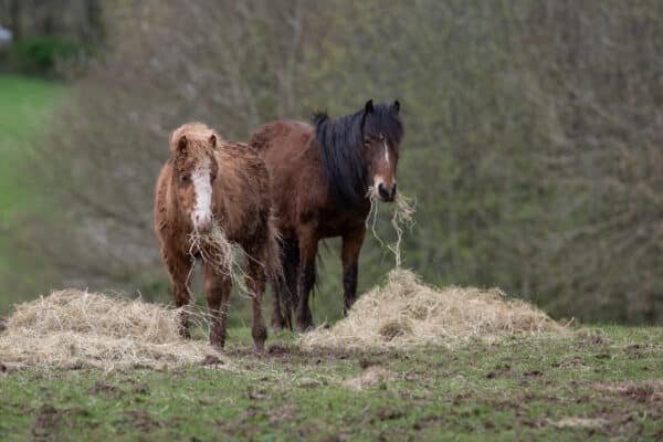 Nia and Netty the rescued Welsh Moorland ponies at the Mare and Foal Sanctuary