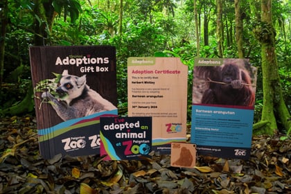 Lions, sloths and red pandas are all in need of adoption