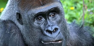 Oldest silverback gorilla in UK dies in Devon zoo