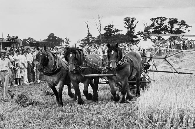 The Western Counties Heavy Horse Scoiety Show brought their annual show to Teignbridge in August 1987. Richard Gifford is busy here with his team of three horses demonstrating a binder