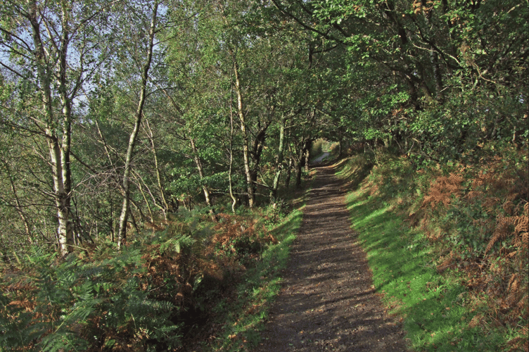 Autumn in Teign Gorge, from Hunter's Path passing through copse