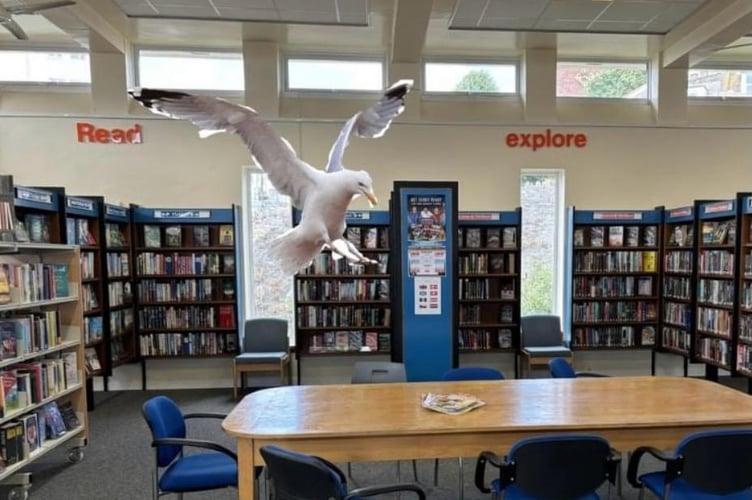 Seagull in Teignmouth library