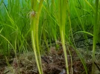 Underwater meadows help fight against climate change 