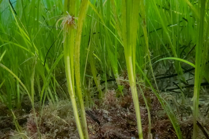 A Greater Pipefish and seagrass