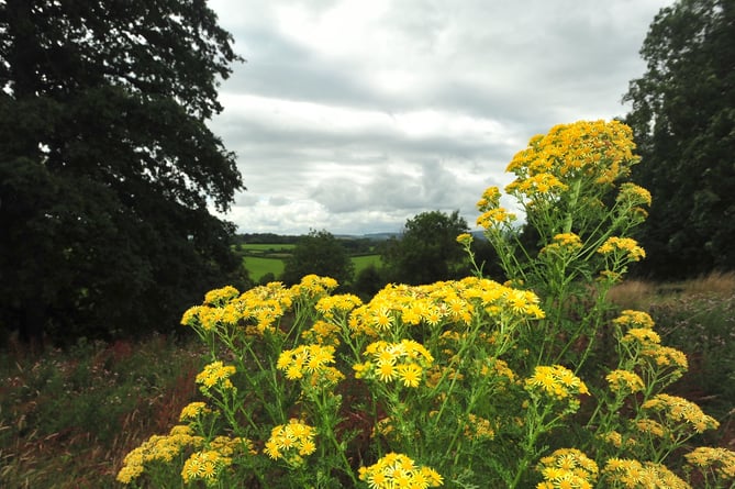 Ogwild open day at Rectory Field in Ogwell.  