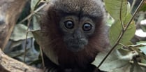 Baby monkey named after long-serving volunteer 