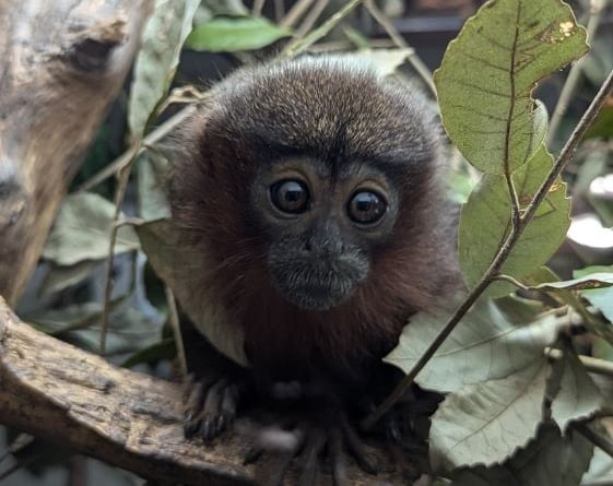 Titi monkey at Shaldon Wildlife Trust 