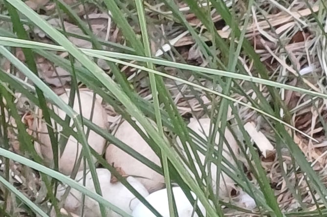 Six Black Swan eggs have been laid on the nest in Dawlish. Photo Dawlish Waterfowl Wardens 