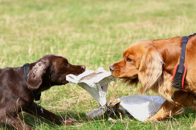 Dogs taking part in terrier racing at Lustleigh Show