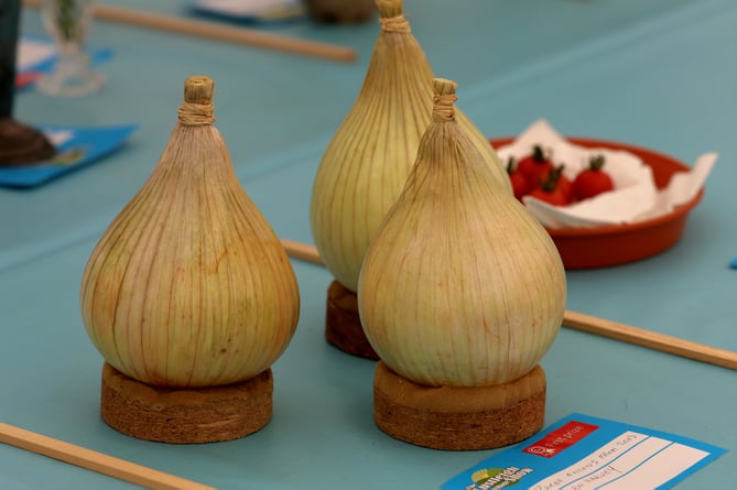 Prize-winning giant onions on display at Lustleigh Show