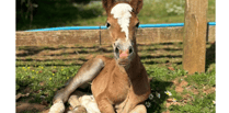 Birth of pony charity's newest foal caught on video 