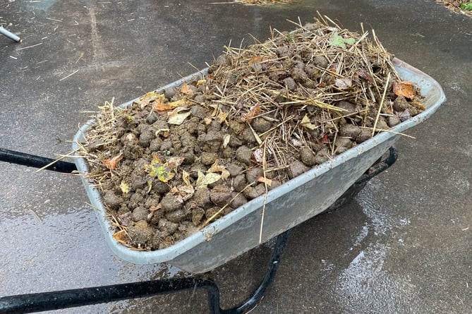 Wheelbarrow of zebra poo