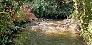 Fish barriers removed marking World Rivers Day 