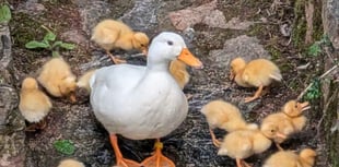 One of six cygnets dies